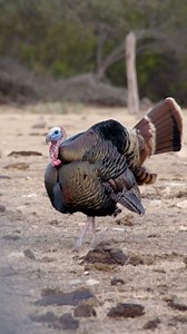 1K views · 75 reactions | Spring is an awesome time in Texas! With Turkey and Axis you dont have to wait long after deer season to start hunting again. | Savage Outdoors & The One | Facebook