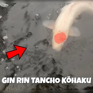 3.7K views · 63 reactions | Expensive koi farm buying koi fish shopping | RAWWFishing | Facebook
