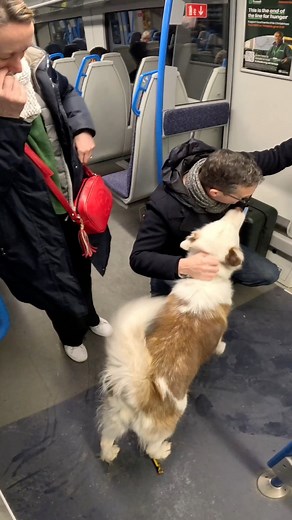 78K views · 3.2K reactions | Train interactions with my dog!! #viralreels #dogsoffacebook #train #tfl #subway #nyc #london #pets #tube #famous | Viola Snow | Facebook
