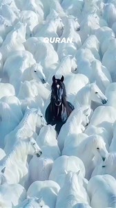 Surah Qaaf ---Ayat 16-18. #reels #reel #reelsinstagram #instagramreels #exploreislam #explorepage #quran #qurantarjuma #deen | Md Mustak