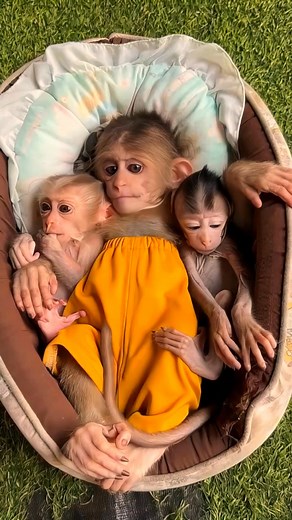 monkey baby so cute lovely HF8 #Reel #cute #animalphotography #monkeysreels #wildlife #monkeyreels #nature #animals #monkeymemes #animlasreels #usareels #wildlife #love #monkeylife #primates #reels #monkey #reelsfacebook #viralreels #monkeys #animal #memes #zoo #facebookreels #naturephotography #funny #ape #primate #meme #monkeylove | W&v