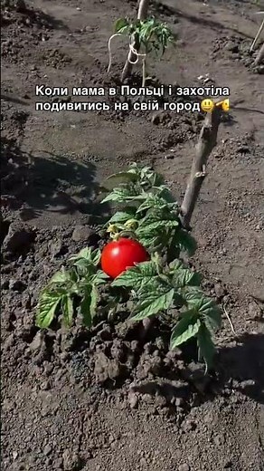 коли мама в Польщі і захотили поьивитися на свій огород 😀