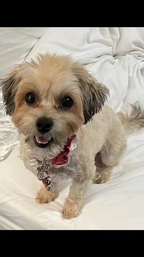 Florida Poodle Rescue on Reels