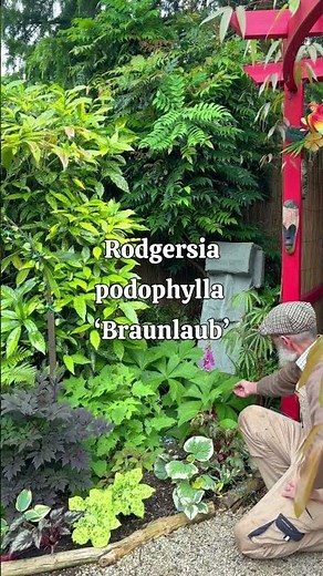 Tropical Plants for partial shade