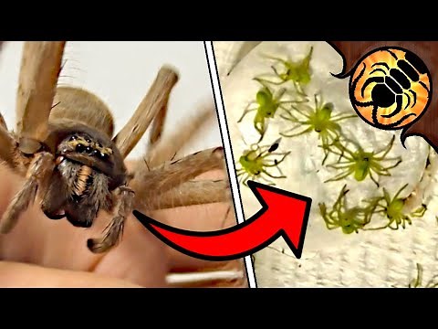 Biggest Huntsman spider in Australia has BABIES!