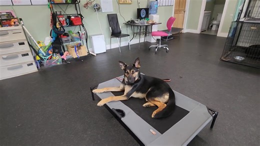 Those who know the GSD breed know their propensity for reactivity and...