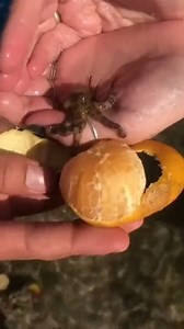 Blue ringed #Octopus. This woman was blissfully unaware that each blue ringed octopus has #venom 1000 times more powerful than cyanide. ☠️ The scary part is the bite is so small most humans won't even feel it... 🐙 #animalvideos | Animals Videos