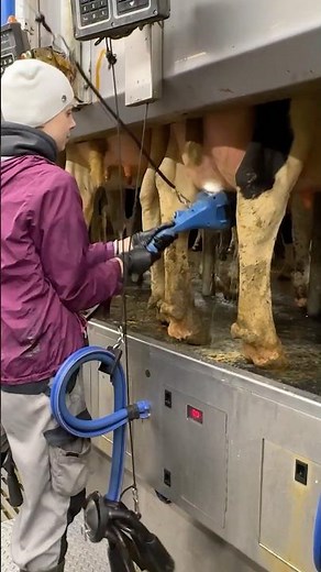 🐄✨ From Udder Wash to Milking – Farm Girl Uses Milking Machines the Easy Way