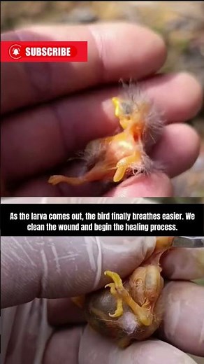 Saving a Baby Bird from a Botfly Parasite 🐣🪱 | Real Rescue #Shorts