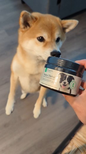 Chia LOVES her Ultimate Pet Nutrition!  Save up to 45% off on Nutra Thrive here: https://bit.ly/48e7JjX | Ultimate Pet Nutrition | Facebook