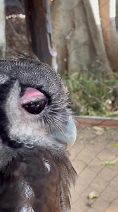595K views · 130K reactions | The amazing milky eagle owl in Milindi Kenya Falconry of Africa #MilkyEagleOwl | Caenhill Countryside Centre | Facebook