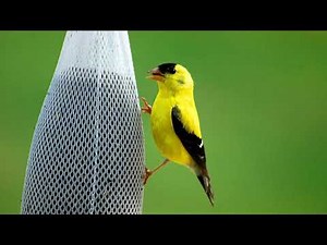 American Goldfinch Bird Sound Video: Songbird Sounds