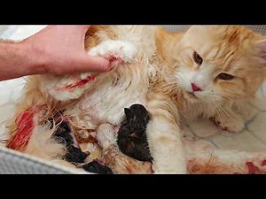 A Calm, Real Cat Birth - Full Process With Gentle Help