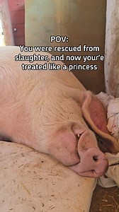 Shlomit managed to escape all on her own from a pig farm when she was just a baby. She was found dehydrated and weak, but incredibly brave. Luckily, she made it out - because now she gets everything she could ever want, including drifting off to sleep on a mattress that was donated for her 💚 | Freedom Farm Sanctuary