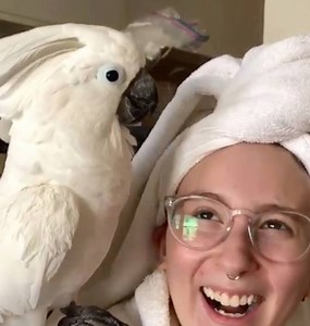 470K views · 10K reactions | This cockatoo is so smart (and cute)! Via instagram.com/violetthecockatoo | Naturee | Facebook