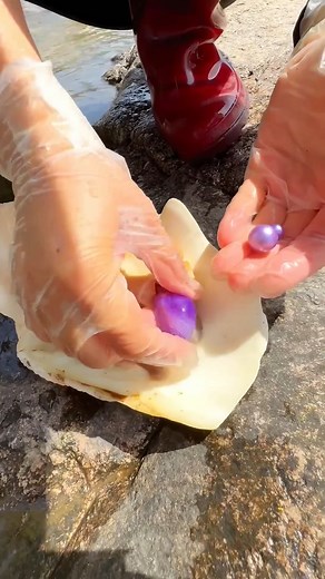 168K views · 2K reactions | Wait until you see what we found inside! 勞 The moment of discovery is always pure magic. We were hoping for something special, but finding this deep purple treasure nestled within the oyster was truly breathtaking. It reminds us that the most beautiful things often take time and protection to form. If you love unique jewelry, tap the heart button! #PurplePearl #PearlHarvest #OceanTreasures #RareGems | SocialSphere Central | Facebook