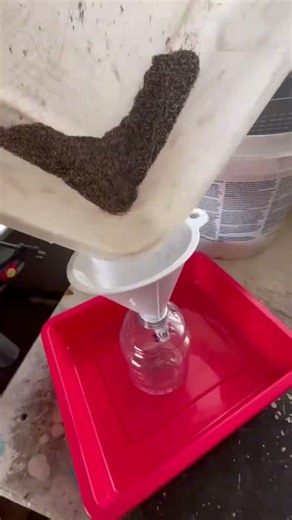 Sifting for Black-Eyed Susan Seeds #garden #flowers #seeds #seedheads #gardening #project #thinktime