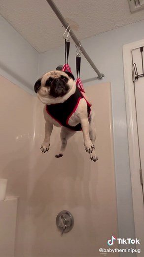 Pug Nail Clipping Guide: Tips for a Stress-Free Pawdicure