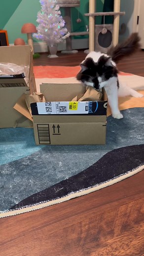 Happy mail from Harmony! 😽#mailtime | Phoebe the CH Kitty