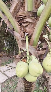 2.2K views · 35 reactions | A 7years old dwarf coconut tree ...