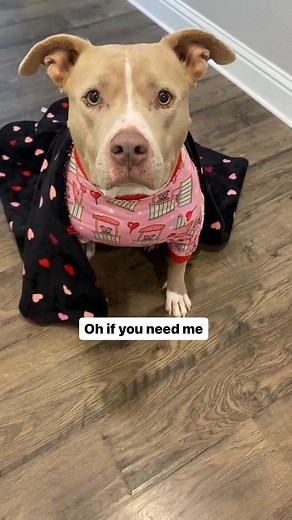 I’ll be back in the bed. #dogs #dogsoftiktok #41 | The Pit bull