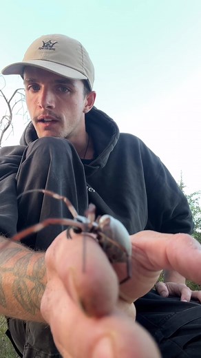 Monster Golden Orb Spider: Are They Dangerous?