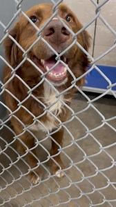 DR67 PET ID A-3046 FEMALE, BROWN AND WHITE, AUSTRAILAN SHEPHERED MIX, APPROX. 2YRS OLD, FOUND DEXTER YARD, BROUGHT IN 4/5/23, UP FOR ADOPTION 4/11/23 24PETCONNECT.COM | Roswell Animal Services