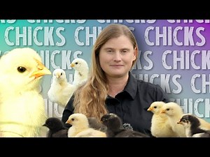 🐣Your Complete Guide To Raising Chicks With A Broody Hen! Weeks 1 & 2 🐥