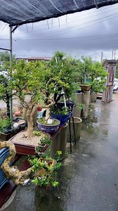 13K views · 413 reactions | Greetings from Hong Kong  Garden visiting during summer season | Hong Kong Bonsai Pots | Facebook