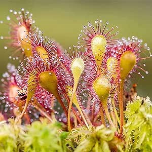 Carnivorous Sundew Drosera 10 Seeds Rare Tropical Exotic Plant, Hardy, Heat Tolerance, Perennial, Easy to Grow