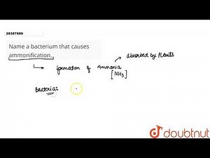 Name a bacterium that causes ammonification.
