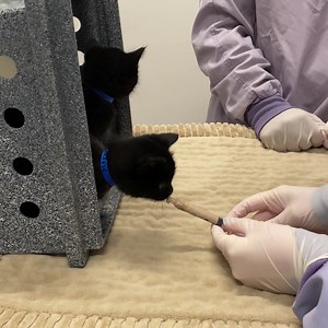 21K views · 883 reactions | Waffle & Pancake | PAWS Chicago | Facebook