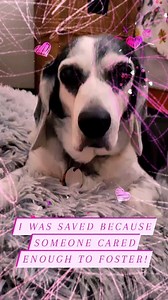 51 reactions | Save a life, start fostering today! https://southernnevadabeaglerescue.com/foster-application/ | Southern Nevada Beagle Rescue Foundation | Facebook