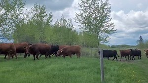 2K views | Greener Pastures Ranching on Reels | Facebook
