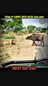 LION VS BUFFALO ENDING YOU WON’T BELIEVE 😳🔥 #animals #viral #wildlife #shorts #ytshorts #trending
