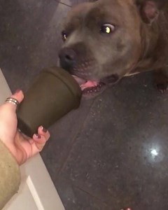 1.2K reactions · 286 shares | The toughest, USA made toys and treats - shipped right to your door each month. Your search for super tough, high quality dog toys is over! NEW Subscribers - join today and use code FB40 for 40% off your first box at checkout! Hurry, this offer won't last long. | BULLYMAKE | Facebook