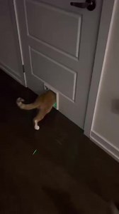2.4M views · 72K reactions | You're invited to Cat Club #catoftheday #catlover #catsofinstagram #FunnyCats #crazycats #funny | Msix Furmily | Facebook