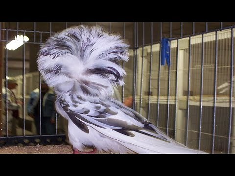 Jacobin - The Great Stylish Pigeon of the World