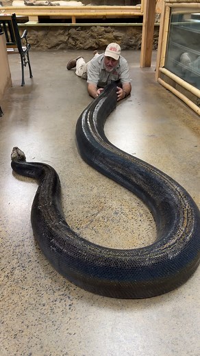 Big beautiful Black Reticulated Python is is ready to start multiplying herself🤩 . . . #beautiful #giant #python #wow #wildlife #fbreels #wild #animals #animallovers #AmaZing #video #cool #moment #facebookreels #reelsfb | Jayprehistoricpets