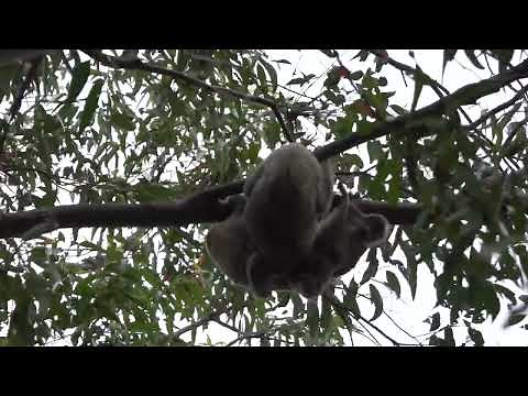 Wild koalas mating 25 Oct 22