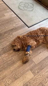 💎🐾❣️Leo encourages everyone to join us today at Kendra Scott for a Kendra Gives Back event at the Country Club Plaza location, or shop online today & tomorrow using code GIVEBACK-EJOYL to support homeless shelter pets!!❣️🐾💎 #giveback #onamissionkc #shelterpets Mission Driven Scott Poore | Mission Driven