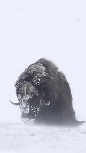 🔥The Musk Ox in its natural habitat. One of the harshest environments on the planet with temperatures of –40 degrees or colder in the winter.