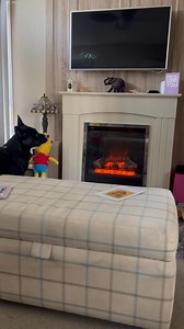 1.6K views · 316 reactions | Barney seems to hold his toy so it can see the Tv #babe #react #reaction | Stephen Kelleher | Facebook