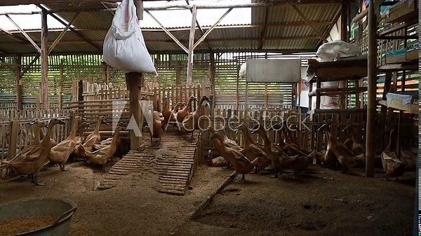 Anas platyrhynchos domesticus, a runner duck is cultivated in a bamboo cage, to take its eggs and meat. Indian Runner Duck