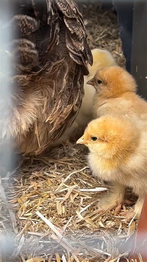 7.1K views · 100 reactions | Nursery move complete! This proud partridge Wyandotte bantam and her brood of ten fluffy Cochin chicks (plus one curious little Legbar) took their first steps out of the nest  (: @arthurparkinson_) | Country Living Magazine | Facebook