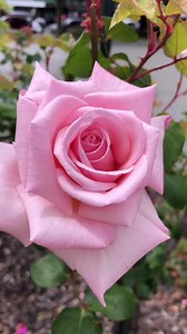 19K views · 618 reactions | Good morning Beautiful pink rose  | Natural flowers | Facebook