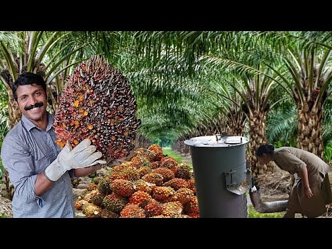 Palm Oil seed germination full process | How to germinate palm oil seed