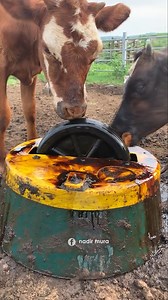 555K views · 5.4K reactions | E DINI SE CFARE LEPIJNE KETO LOPE?樂 #MolassesFlood #cowfarm #nadirmura | Nadir Mura | Facebook