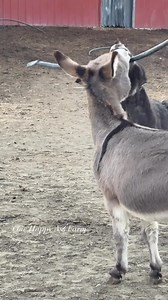 84K views · 6.5K reactions | Barney is having so much fun these days. #reels #fblifestyle #donkey #onehappyassfarm | One Happy Ass Farm | Facebook