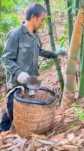 135K views · 396 reactions | Harvesting a bamboo shoots. #highlights #followers | Ur Scene | Facebook